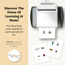Load image into Gallery viewer, Insects Flash Cards
