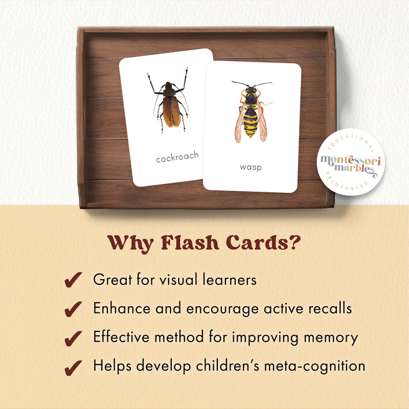 Insects Flash Cards