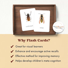 Load image into Gallery viewer, Insects Flash Cards
