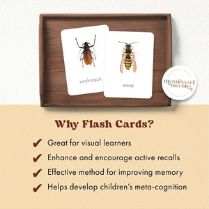 Insects Flash Cards
