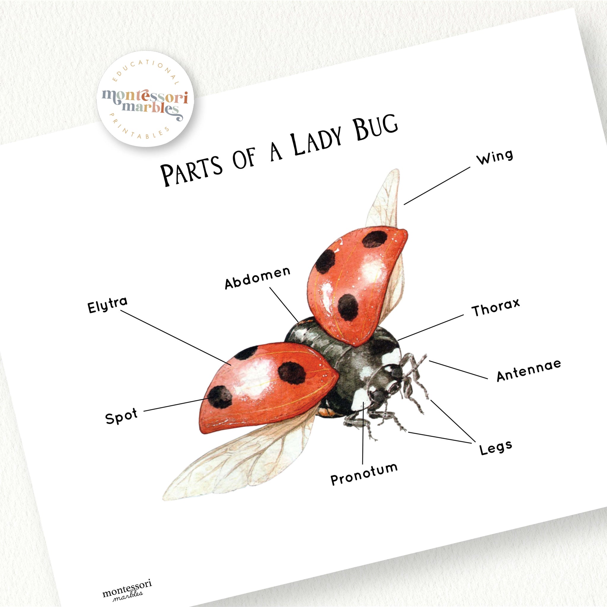 Parts of a Ladybug | 2 Pages Labeling Poster Insect Anatomy Ages 5-8 ...