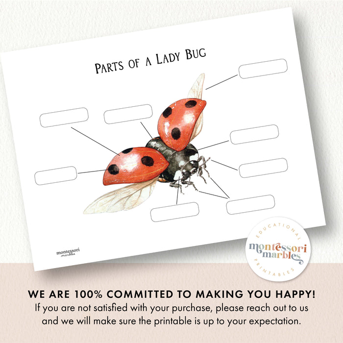 Parts of a Ladybug