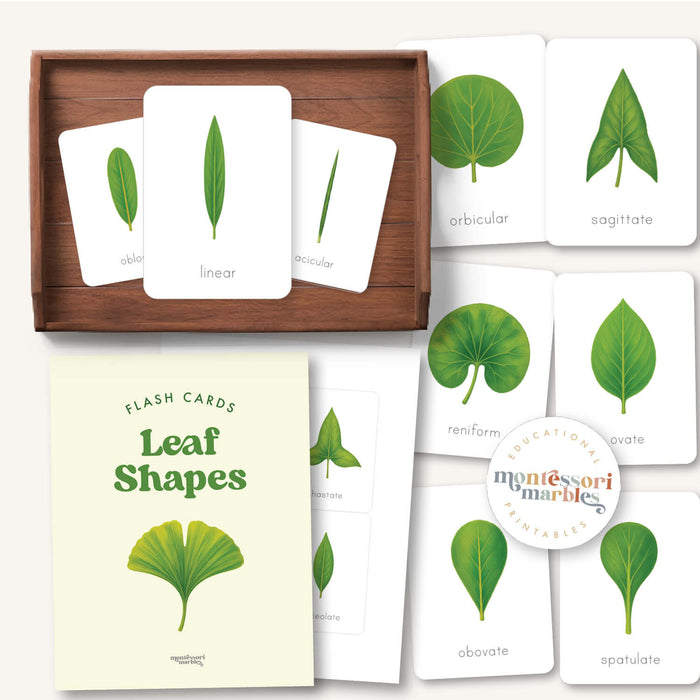 Leaf Shapes Flash Cards