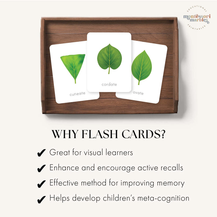Leaf Shapes Flash Cards