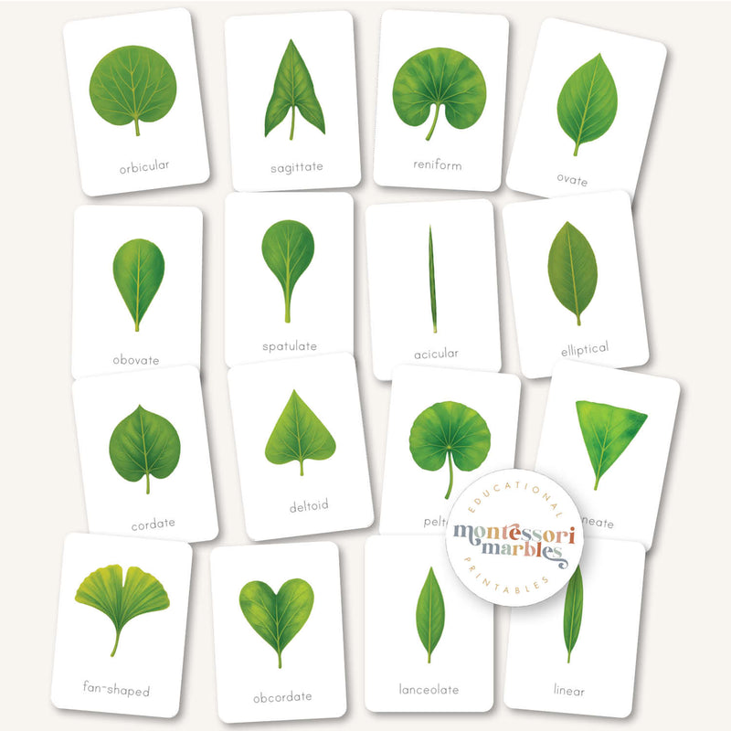 Leaf Shapes Flash Cards