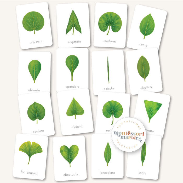 Leaf Shapes Flash Cards