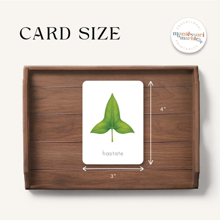 Leaf Shapes Flash Cards