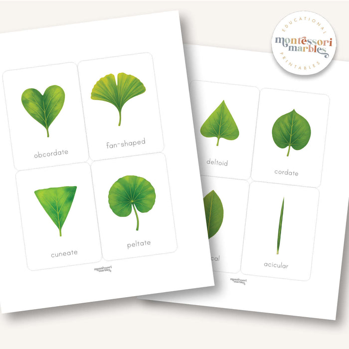 Leaf Shapes Flash Cards