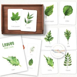 Leaves Flash Cards