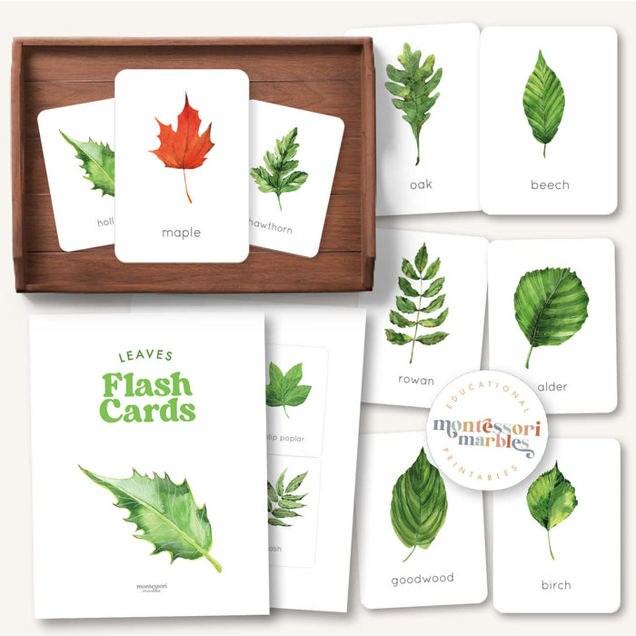 Leaf Identification Flash Cards