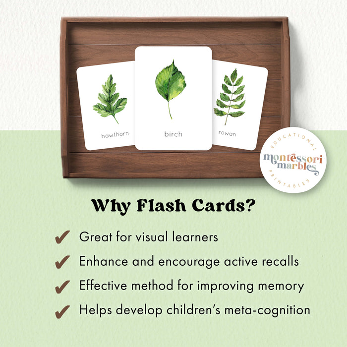 Leaf Identification Flash Cards