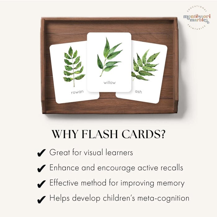 Leaf Identification Flash Cards