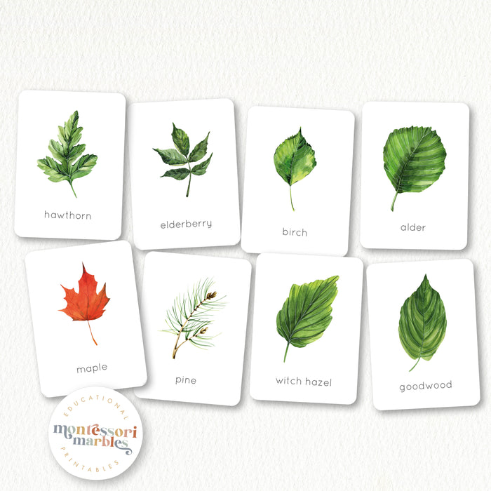 Leaves Flash Cards
