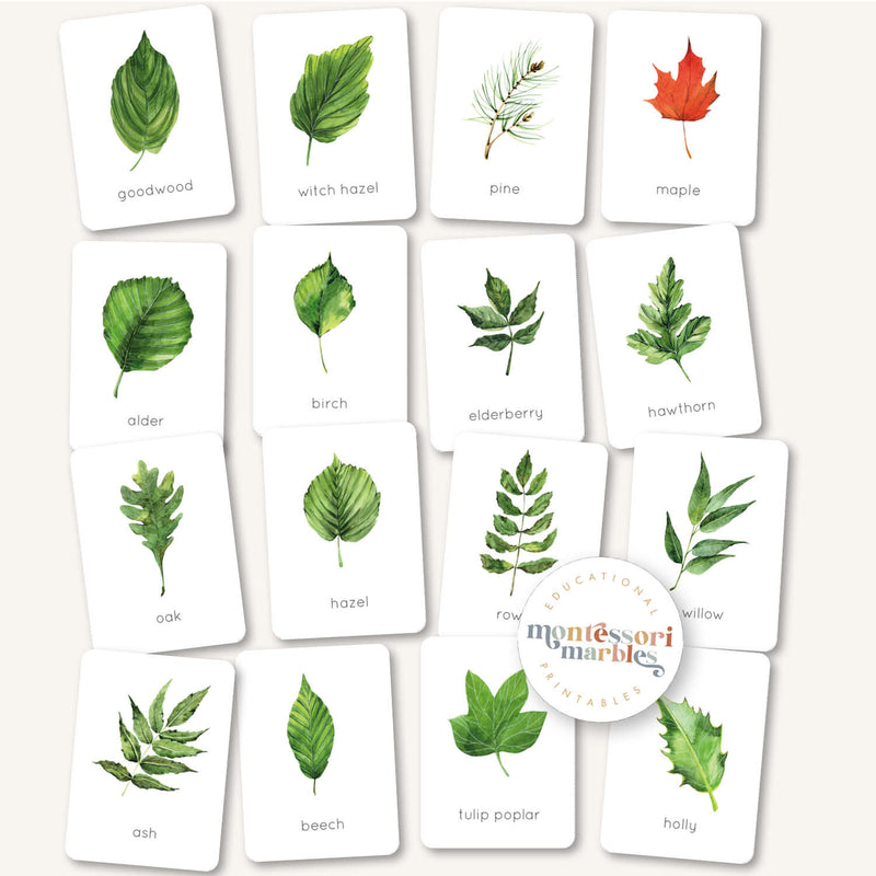 Leaf Identification Flash Cards