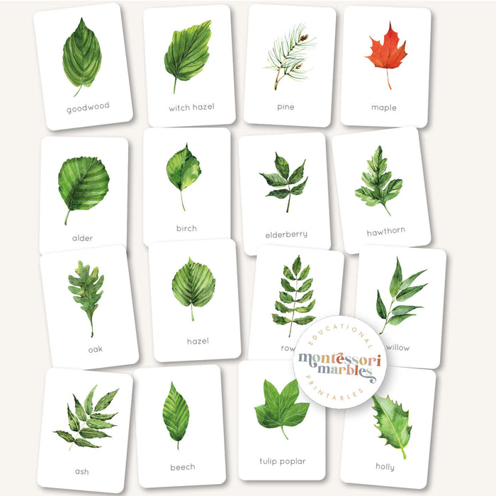 Leaf Identification Flash Cards
