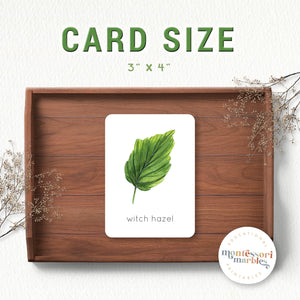 Leaves Flash Cards