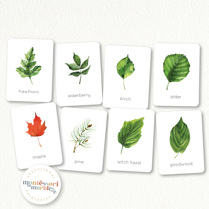 Leaf Identification Flash Cards