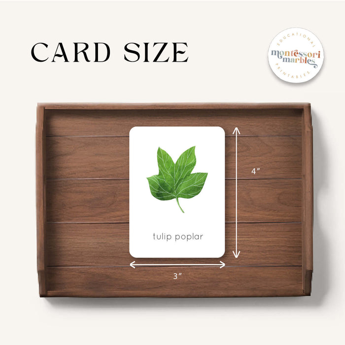 Leaf Identification Flash Cards