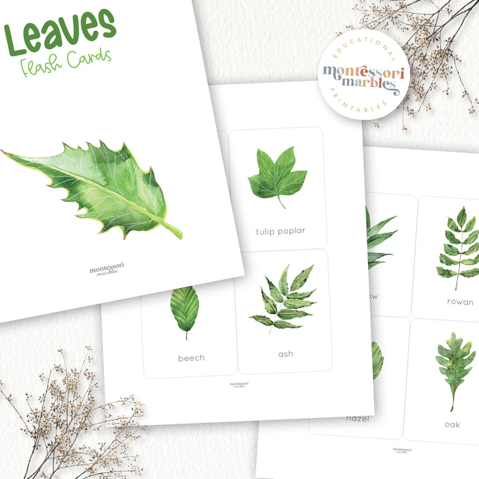 Leaves Flash Cards