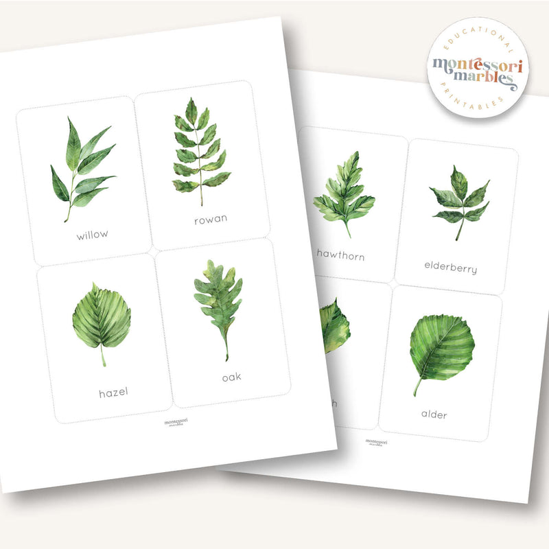 Leaf Identification Flash Cards