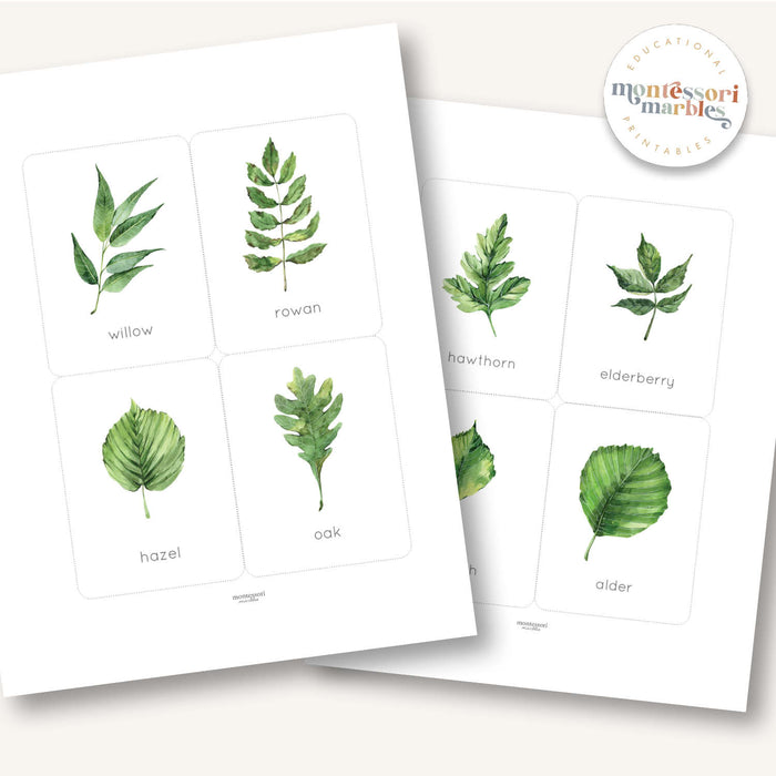 Leaf Identification Flash Cards