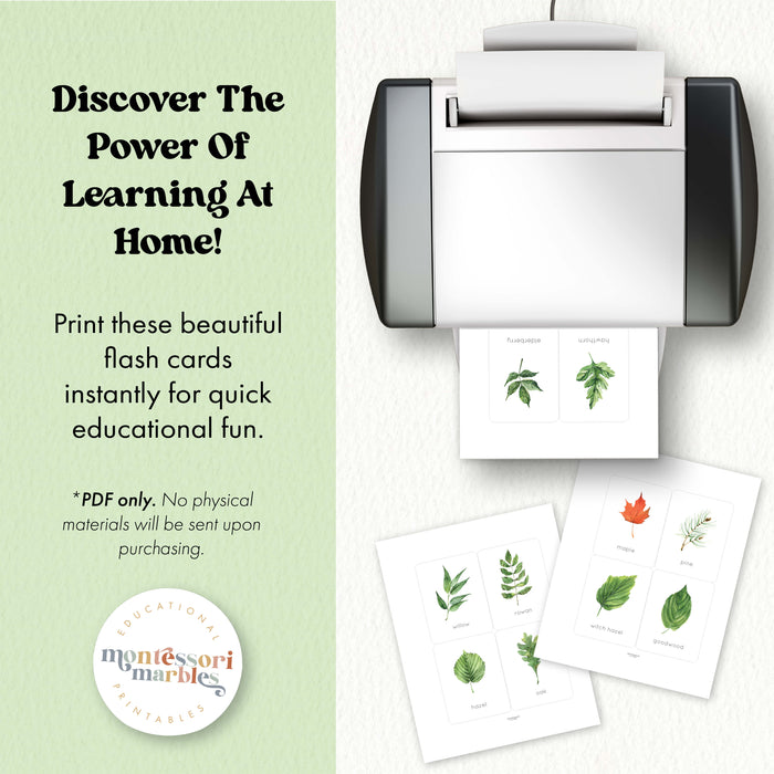 Leaf Identification Flash Cards