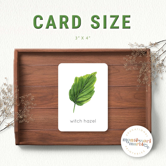 Leaf Identification Flash Cards