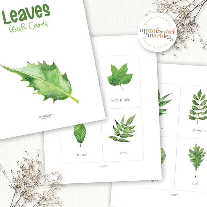 Leaf Identification Flash Cards