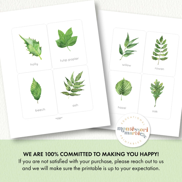 Leaf Identification Flash Cards