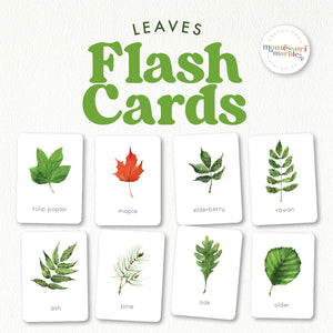 Leaves Flash Cards