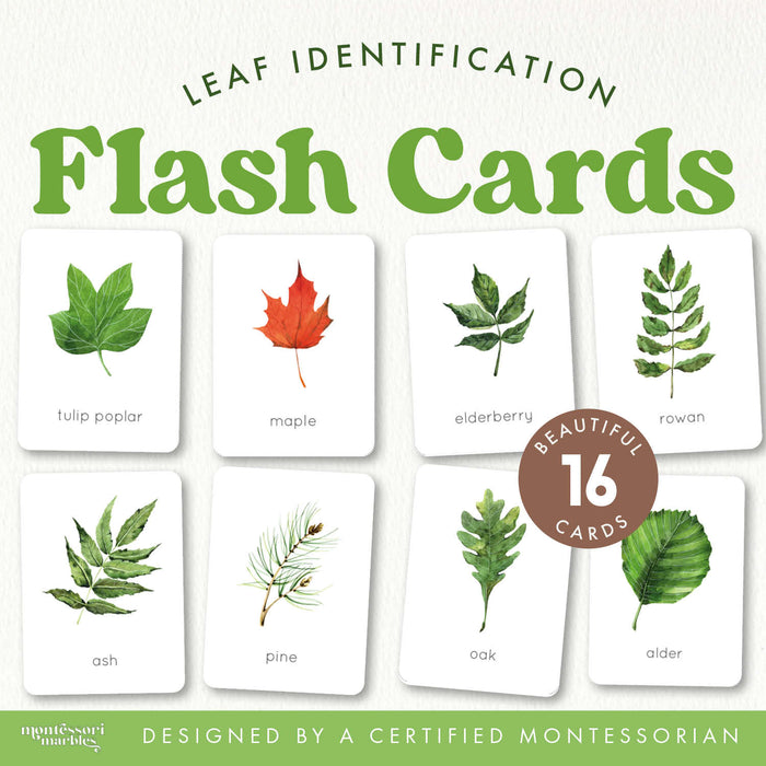 Leaf Identification Flash Cards