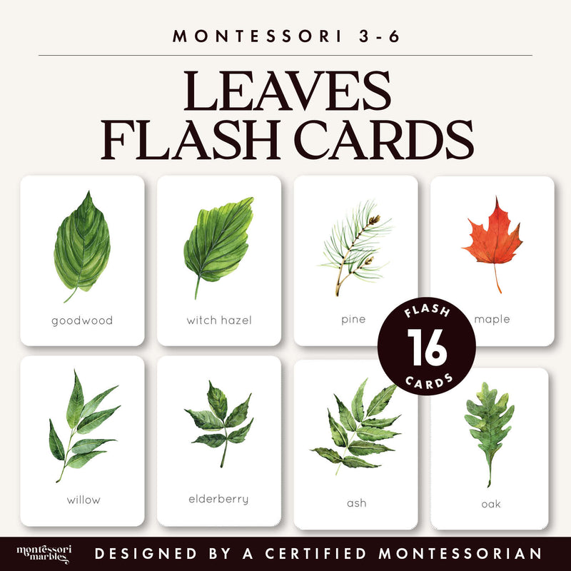 Leaf identification flash cards with botanical vocabulary—autumn nature study, ages 3-6