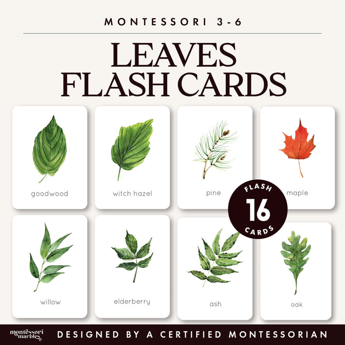Leaf Identification Flash Cards