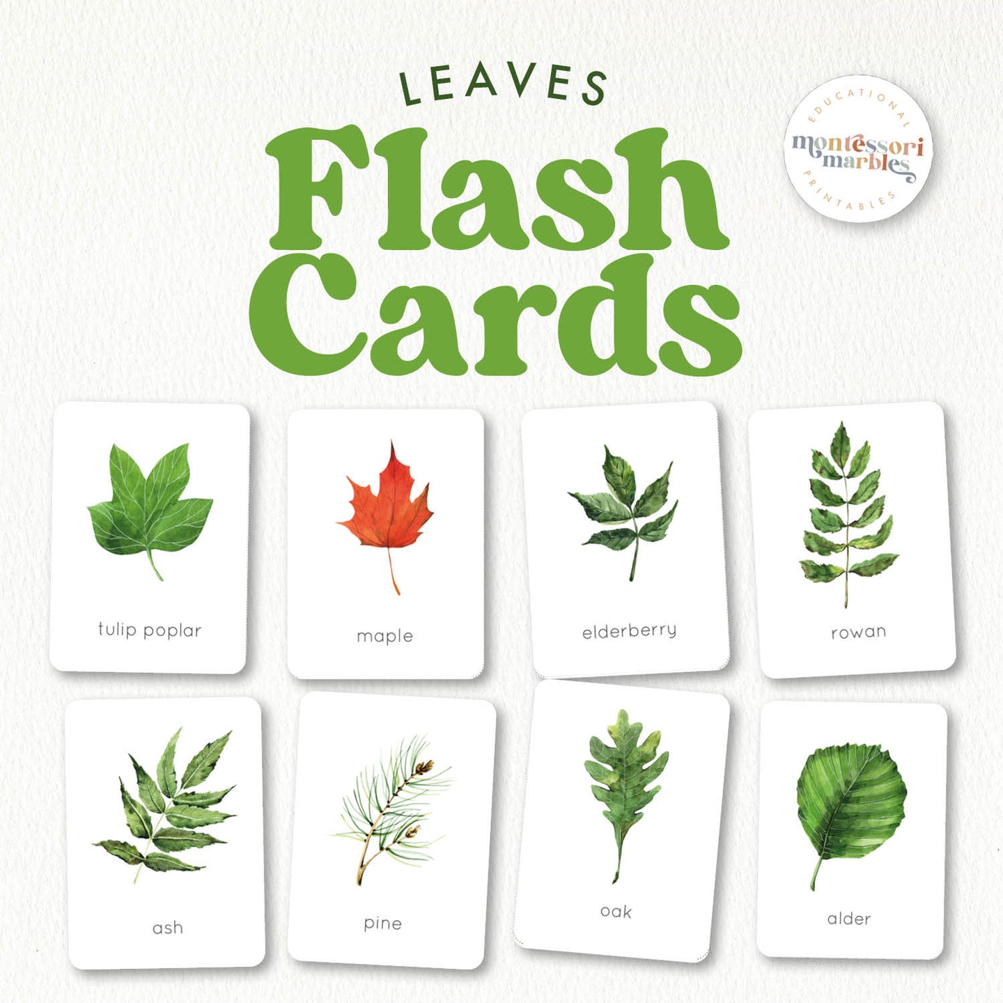 Leaves Flash Cards