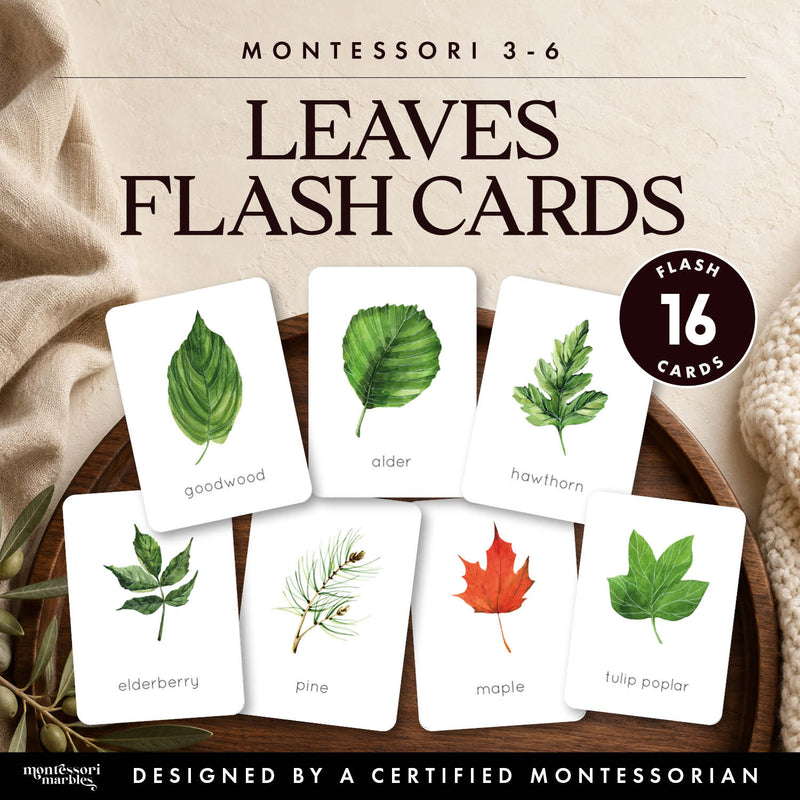Leaf Identification Flash Cards