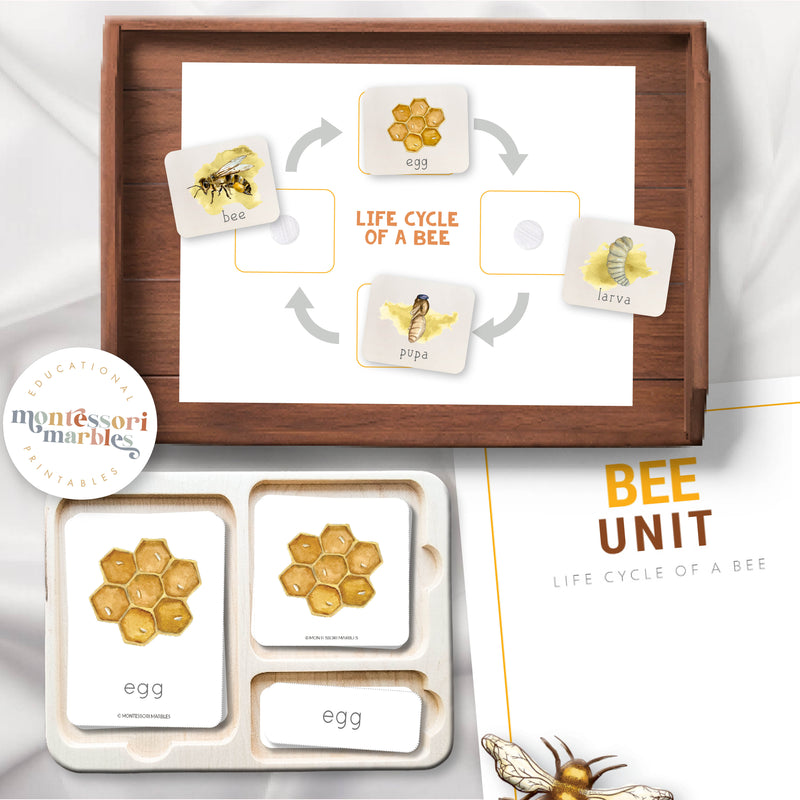 Bee Life Cycle