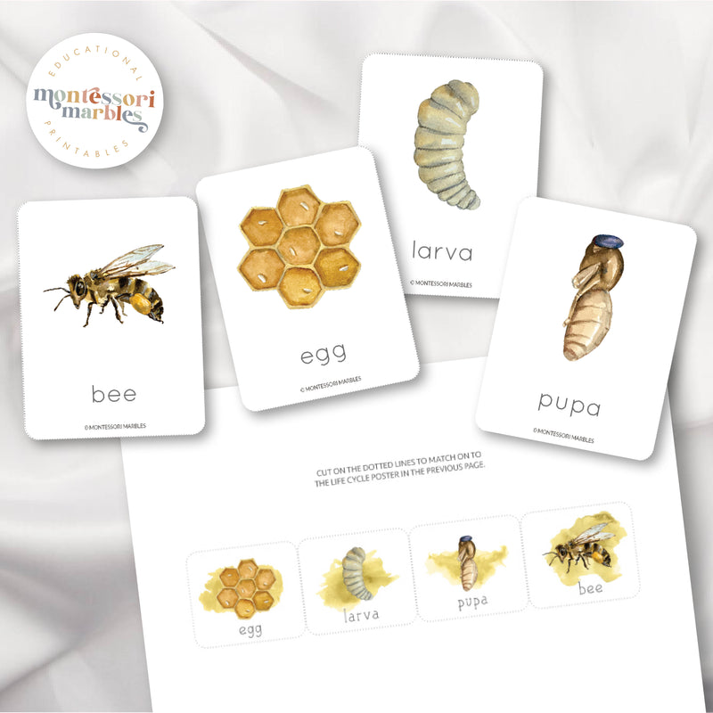 Bee Life Cycle