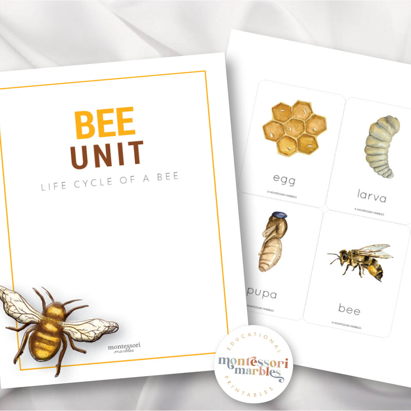 Bee Life Cycle