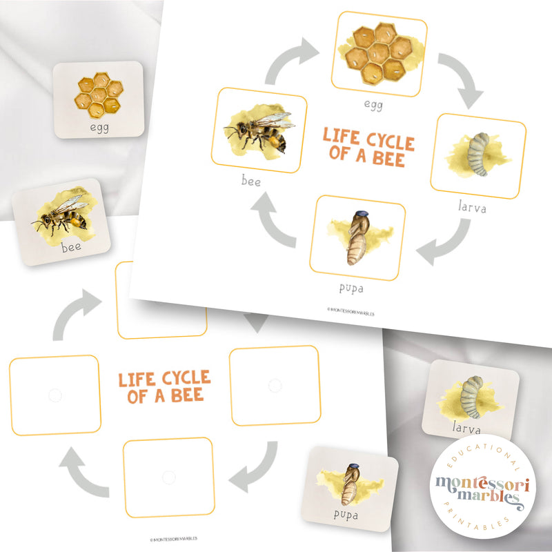 Bee Life Cycle