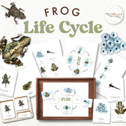 Frog life cycle educational materials showing tadpole to adult transformation—spring learning