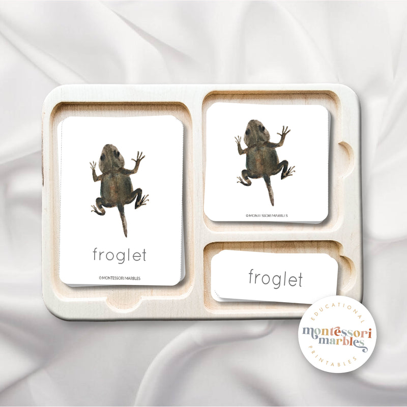 Frogs Life Cycle