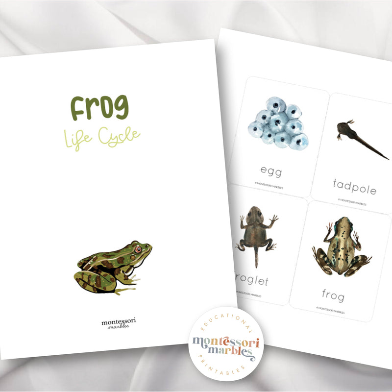 Frogs Life Cycle