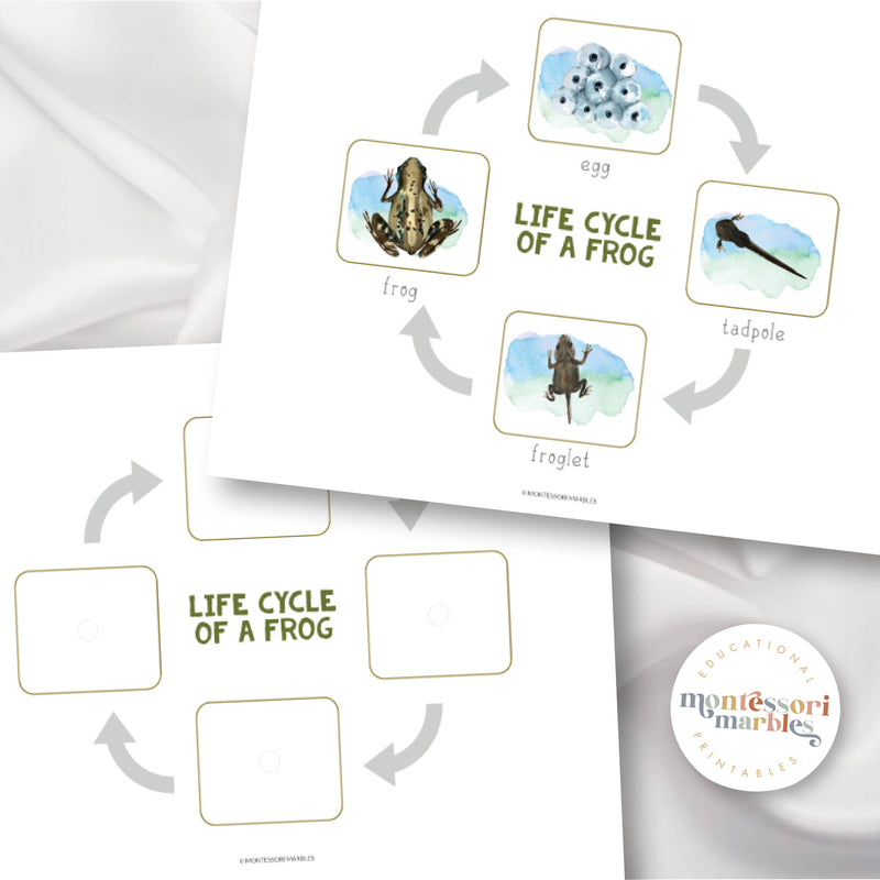 Frogs Life Cycle