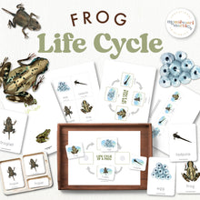 Load image into Gallery viewer, Frogs Life Cycle

