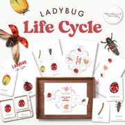 Ladybug life cycle educational materials showing egg to insect development—spring biology