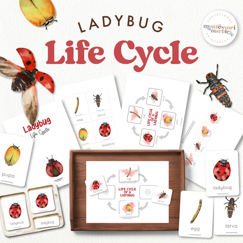 Ladybug life cycle educational materials showing egg to insect development—spring biology