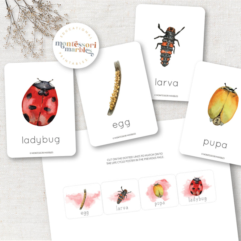 Ladybug Life Cycle