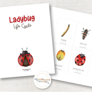 Ladybug Life Cycle