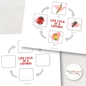 Ladybug Life Cycle