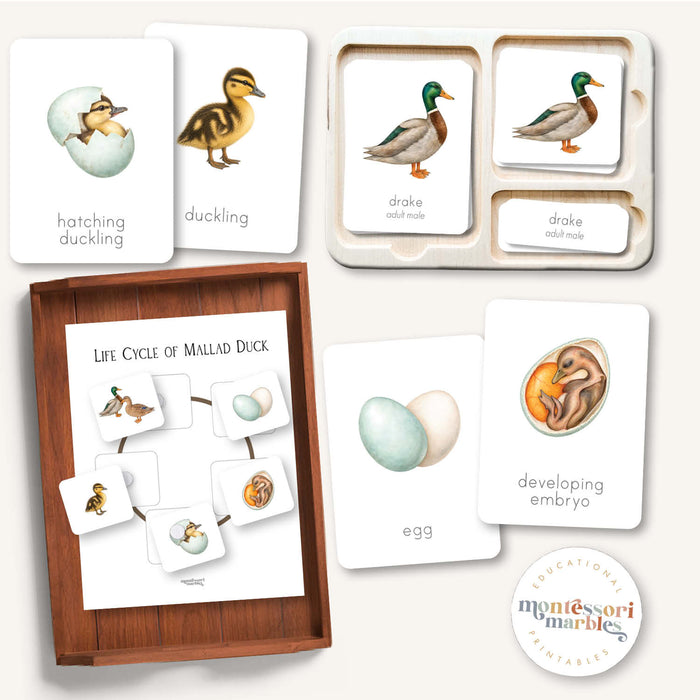 Duck Life Cycle